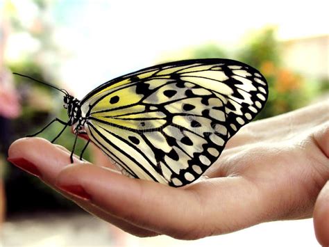 butterfly  hand stock image image  fingers insects
