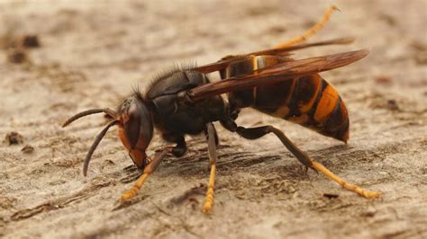 opmars aziatische hoornaar steeds groter probleem zo helpt  mee die te stoppen max vandaag