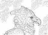 Coloring Eagle Drawing Harpy Pages Philippine Line Portrait Supercoloring Printable Skip Main sketch template