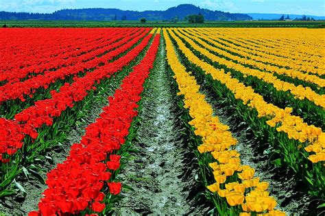 tulip farm photograph  benjamin yeager pixels