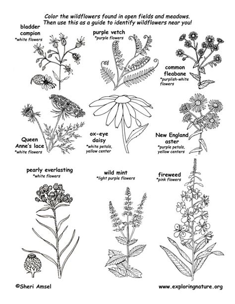 meadow wildflowers coloring page