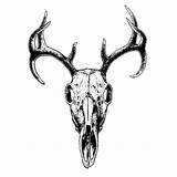 Skull Deer Drawing Outline Clipart Tattoos Skulls Realistic Cliparts Tattoo Animal Drawings Reindeer Clip Designs Sketch Computer Crane Calaveras Library sketch template
