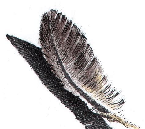 black feather medicine  aim   power  physicality