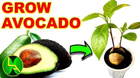 How To Grow Avocado From Seed Youtube Garden Plant
