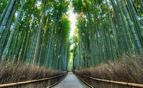 arashiyama bamboo grove kyoto tourist  japan