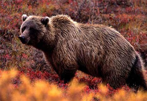 grizzly bears  kings   north american wild grizzly bears pictures