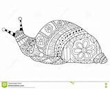 Snail Coloring Adults Vector Adult Zentangle Illustration Pattern Mandala Stress Anti Lines Lace Book Style Colouring Mandalas Stock Pages Dreamstime sketch template