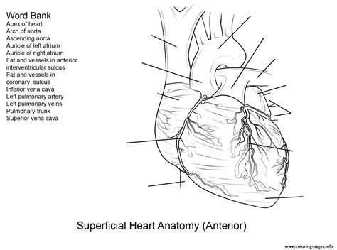 human heart worksheet  yulia znayduk coloring page printable