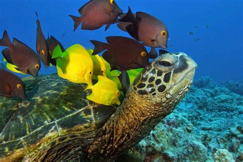 saving sea turtles  satellite tracking  community action