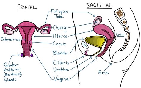 female reproductive system drawing labeled