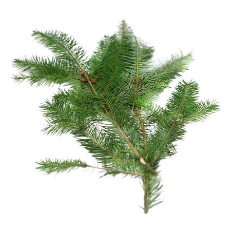 douglas fir pine needles    douglas fir fir pine needles