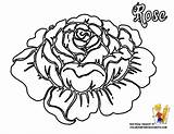 Coloring Rose Pages Flower Roses Printable Flowers Hard Hearts Adults Drawing Big Print Hawaiian Colouring Sheet Popular Petals Fun Color sketch template