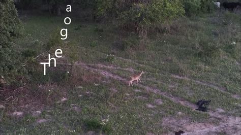 drone filming deer youtube