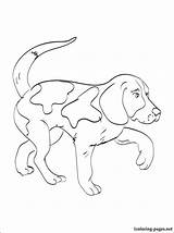 Beagle Coloring Pages Kerry Dog Printable Getcolorings Color Breed Print sketch template