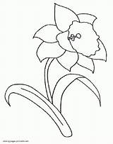 Daffodil Daffodils Designlooter Az sketch template