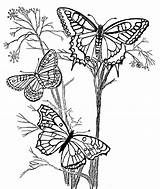 Blumen Ausmalen Schmetterling Ausmalbilder Blume Zum Gemerkt Von Gazo Butterfly Coloring Flower Pages Malbuch Zeichnen sketch template