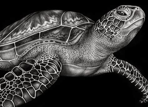december  sea turtle art pencil drawings  animals turtle art