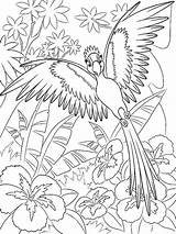 Macaw Birds sketch template