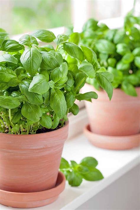 easy ways    grow basil   pot herbs indoors herb garden