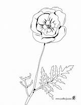 Poppy Coquelicot Amapola Begonia Hellokids Mohnblume Ausmalen Papoila Veterans Gratuit Línea Coloriages Drucken Farben sketch template