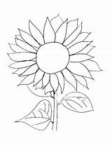 Sunflower Coloring Pages Easy Van Gogh Sunflowers Drawing Template Kids Printable Print Line Garden Adults Simple Color Flower Flowers Drawn sketch template