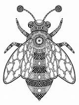 Zentangle Bee Dimmett Adults Janelle Mandala Mycoloring sketch template