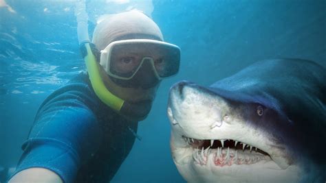 more died this year trying to take selfies than from shark attacks