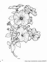 Petunia Coloring Drawing Petunias Tattoo Flower Pages Drawings Flowers Tomey Sketches Line Proud Deem Less Than They Indulgy Sketch Colouring sketch template