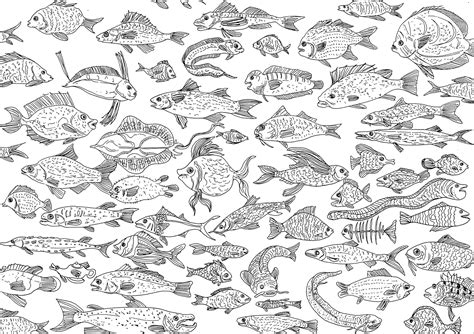 numerous fishes fishes adult coloring pages