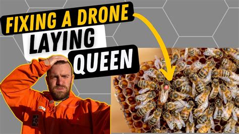 fixing  drone laying queen youtube