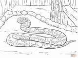 Python Coloring Pages Burmese Mamba Drawing Ball Printable Clipart Realistic Color Kids Snakes Supercoloring Super sketch template