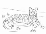 Coloring Cat Bengal Pages Tabby Spotted Printable Brown Cats Drawing Adult Realistic Adults Striped Easy Malvorlagen Print Ausmalen Supercoloring Ausmalbilder sketch template