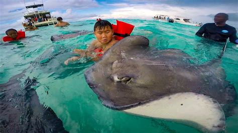 swimming with stingrays in the cayman islands youtube