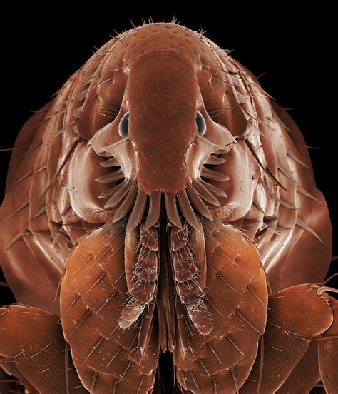 domestic fleas infest scores  wild mammal species cosmos magazine