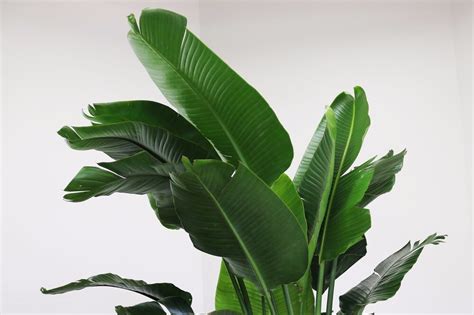 time favorite large leaf tropical plants plant care tips