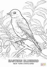 Coloring York Bluebird Eastern Bird State Pages Drawing Missouri Printable Birds Color Symbols Drawings Dot Supercoloring Categories sketch template
