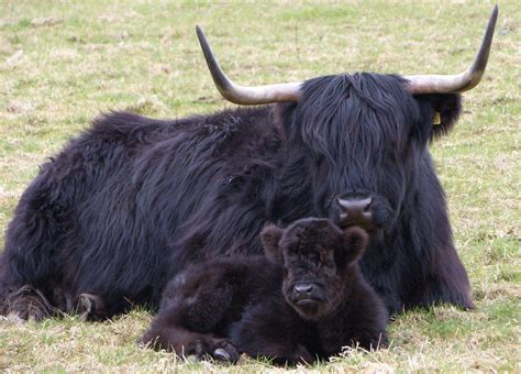 highland cattle info size lifespan   pictures