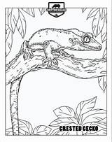 Crested Gecko Lizard Iguana Crittersquad Reptile sketch template