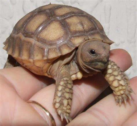sw england baby sulcata tortoises reptile forums