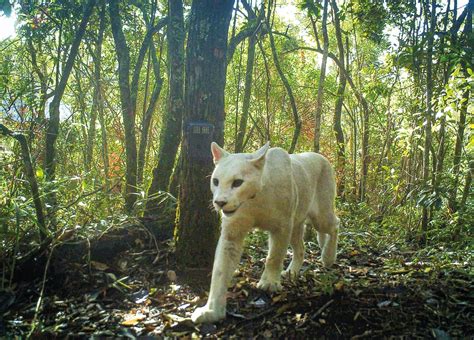 rare white cougar captured on camera revista pesquisa fapesp
