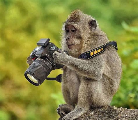 funny   animals appearing   photographers