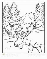 Moose Alaska Walrus sketch template