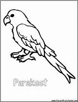 Coloring Parrot Parakeet Pages Drawing Line Budgie Parrots Cockatiel Print Printable Birds Color Template Comments Getcolorings Paintingvalley Fun sketch template