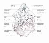 Behance Osteology sketch template
