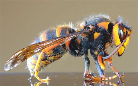 Asian Giant Murder Hornets Have Arrived In The U S But There’s No
