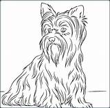 Yorkie Coloring Pages Yorkshire Terrier Color Dog Drawing Printable Getcolorings Book Getdrawings sketch template