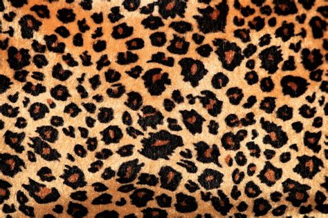leopard print background  stock photo public domain pictures