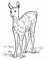 Llama Coloring Pages Baby Lama Printable Drawing Starts Samanthasbell Leave Getdrawings Comments Today sketch template