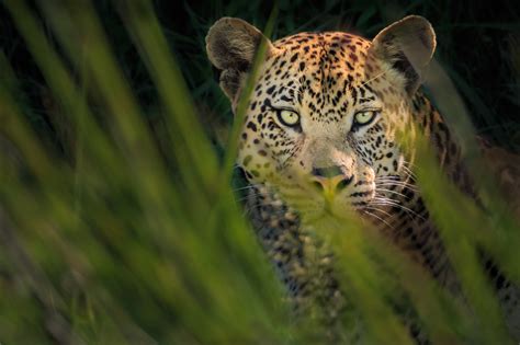 depth camera lens buying guide  wildlife photography