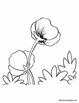 Coquelicot Poppy Coloriages sketch template